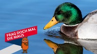 Ein Stockenten-Erpel schwimmt auf einem See
