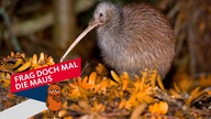 Brauner Kiwi