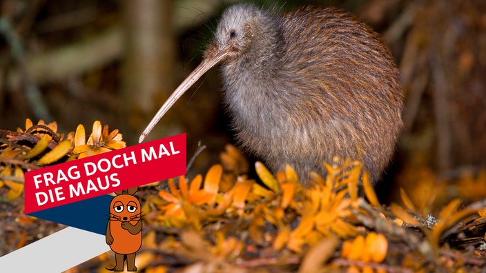 Brauner Kiwi