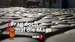 Eine Katze läuft über glänzendes Kopfsteinpflaster im Gegenlicht (Archivfoto vom 23.07.2018)