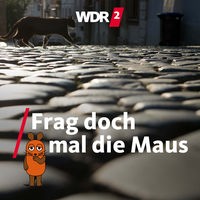 Eine Katze läuft über glänzendes Kopfsteinpflaster im Gegenlicht (Archivfoto vom 23.07.2018)