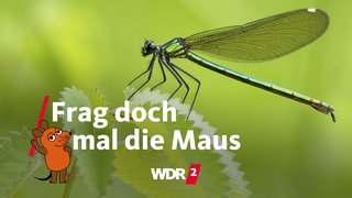 Eine Gebänderte Prachtlibelle (calopteryx splendens)
