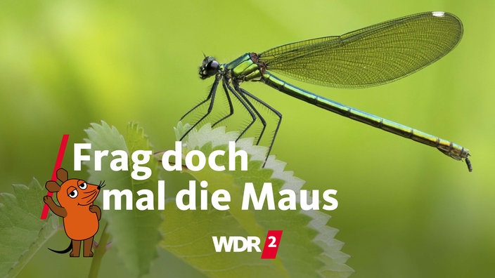 Eine Gebänderte Prachtlibelle (calopteryx splendens)