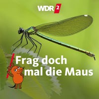 Eine Gebänderte Prachtlibelle (calopteryx splendens)