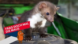 Steinmarder im Motorraum eines Autos