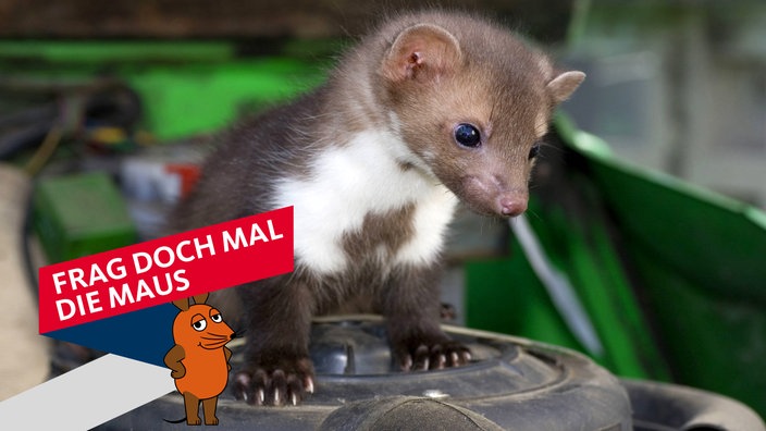 Steinmarder im Motorraum eines Autos