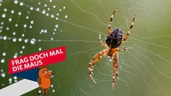 Kreuzspinne im Netz