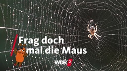 Kreuzspinne in ihrem Netz, an dem Tautropfen hängen