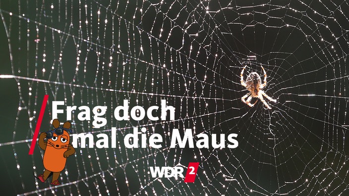 Kreuzspinne in ihrem Netz, an dem Tautropfen hängen