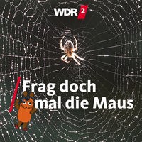 Kreuzspinne in ihrem Netz, an dem Tautropfen hängen