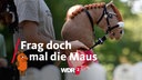Ein Mädchen hält ihre Hobby Horse beim Hobby-Horsing-Kurs im Berliner Volkspark Wuhlheide (Archivfoto vom 10.10.2023)