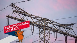 Mehrere Stare nutzen einen Hochspannungsmasten für eine Rast.