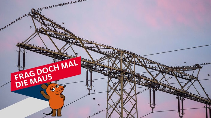 Mehrere Stare nutzen einen Hochspannungsmasten für eine Rast.