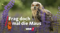 Ein junger Uhu, Bubo bubo, sitzt auf einem Zweig zwischen Lupinen, die auf einer Wiese wachsen