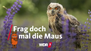 Ein junger Uhu, Bubo bubo, sitzt auf einem Zweig zwischen Lupinen, die auf einer Wiese wachsen