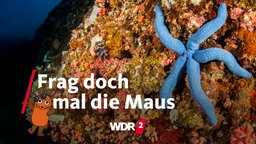 Blauer Seestern auf einem Felsen (Unterwasseraufnahme vor der Insel Cebu, Philippinen)