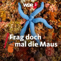Blauer Seestern auf einem Felsen (Unterwasseraufnahme vor der Insel Cebu, Philippinen)