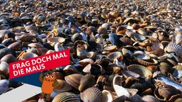 Muscheln am Nordseestrand