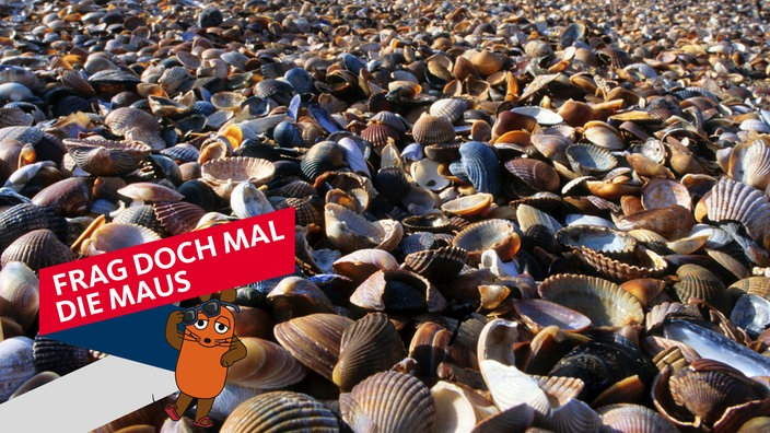 Muscheln am Nordseestrand