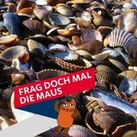 Muscheln am Nordseestrand