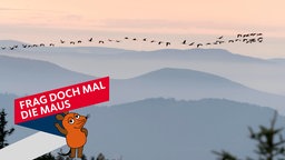 Kraniche fliegen über bewaldete Hügel
