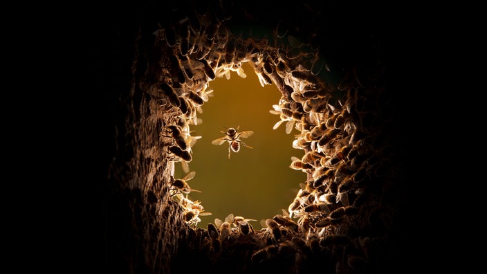 Ausstellung "Mythos Wald" im Gasometer Oberhausen - Honigbienenstock