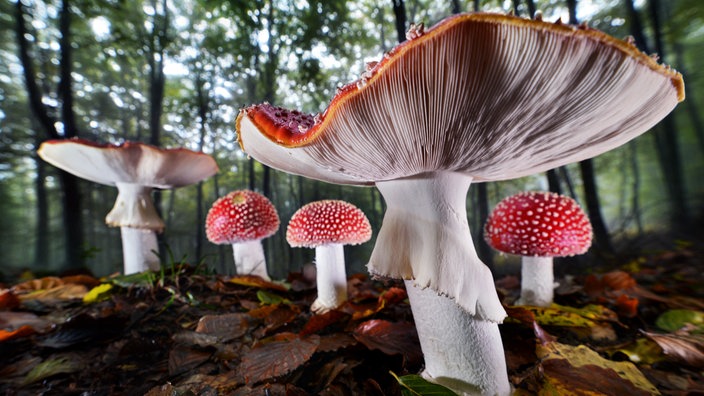 Ausstellung "Mythos Wald" im Gasometer Oberhausen - Fliegenpilze