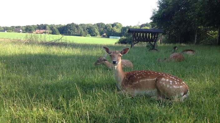 Im Wildpark Wiehl liegen Wildtiere auf einer Lichtung.