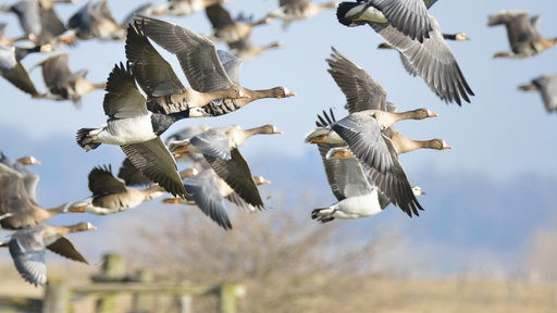 Wildgänse am Niederrhein