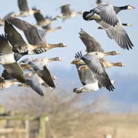 Wildgänse am Niederrhein