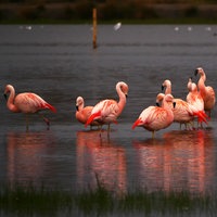 Flamingos im Zwillbrocker Venn