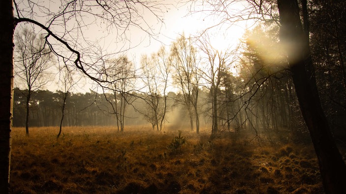 Galgenvenn-Wanderweg: Heide, Moor, See & Wald