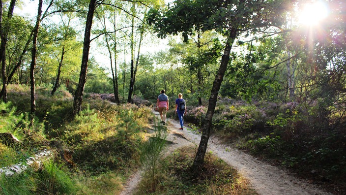 Galgenvenn-Wanderweg: Heide, Moor, See & Wald