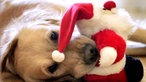 Golden Retriever spielt mit einem Weihnachtsmann aus Plüsch