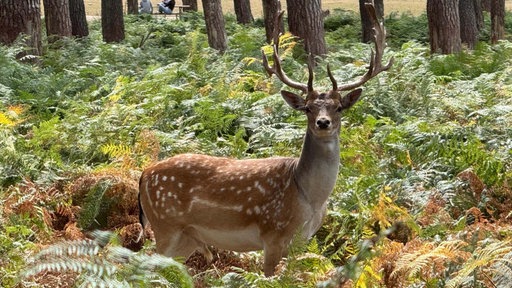 Der Wildpark Granat