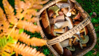 In einem Wald steht ein Korb mit Steinpilzen und Maronen-Röhrlingen.