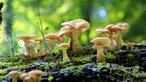 Pilze wachsen auf einer alten umgestürzten Eiche.