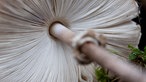  Ein Riesenschirmling ist in der Ausstellung "Pilze" im botanischen Garten in München zu sehen (12.-14.09.2025)