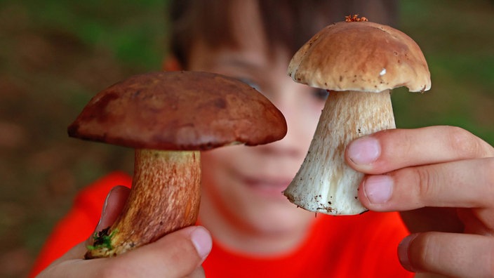 Ein Junge präsentiert zwei Speisepilze, eine Marone und einen Steinpilz, in einem Nadelwald bei Elend im Harz.