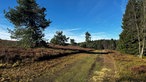Niedersfelder Hochheide bei Winterberg