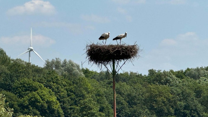 Ein Storchennest auf der Storchenroute Hervester Bruch