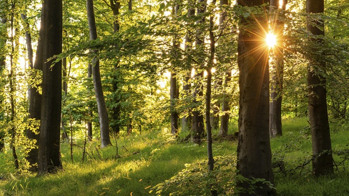 Sonnenstrahlen zwischen den Stämmen hochgewachsener Buchen bei Schieder-Schwalenberg