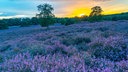 Westruper Heide