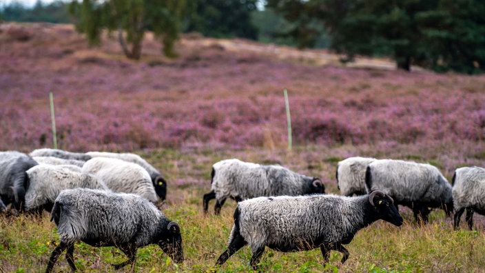 Westruper Heide