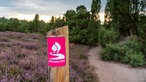 Westruper Heide