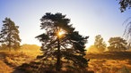 Westruper Heide