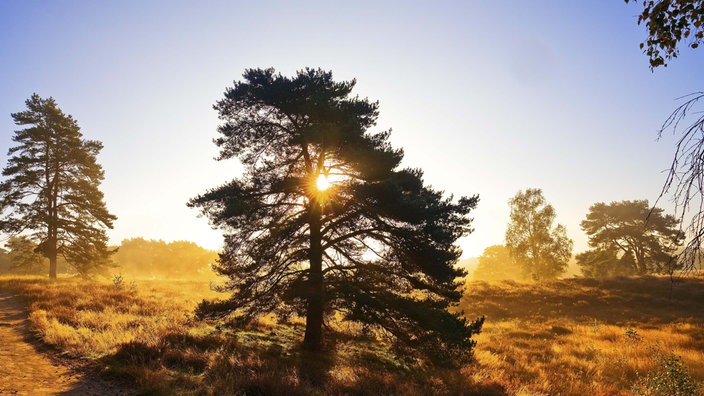 Westruper Heide