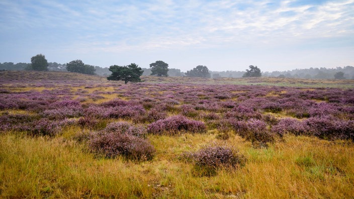 Westruper Heide