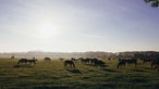 Wildpferde im Münsterland