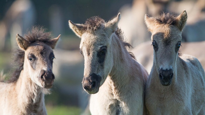 Wildpferde im Münsterland